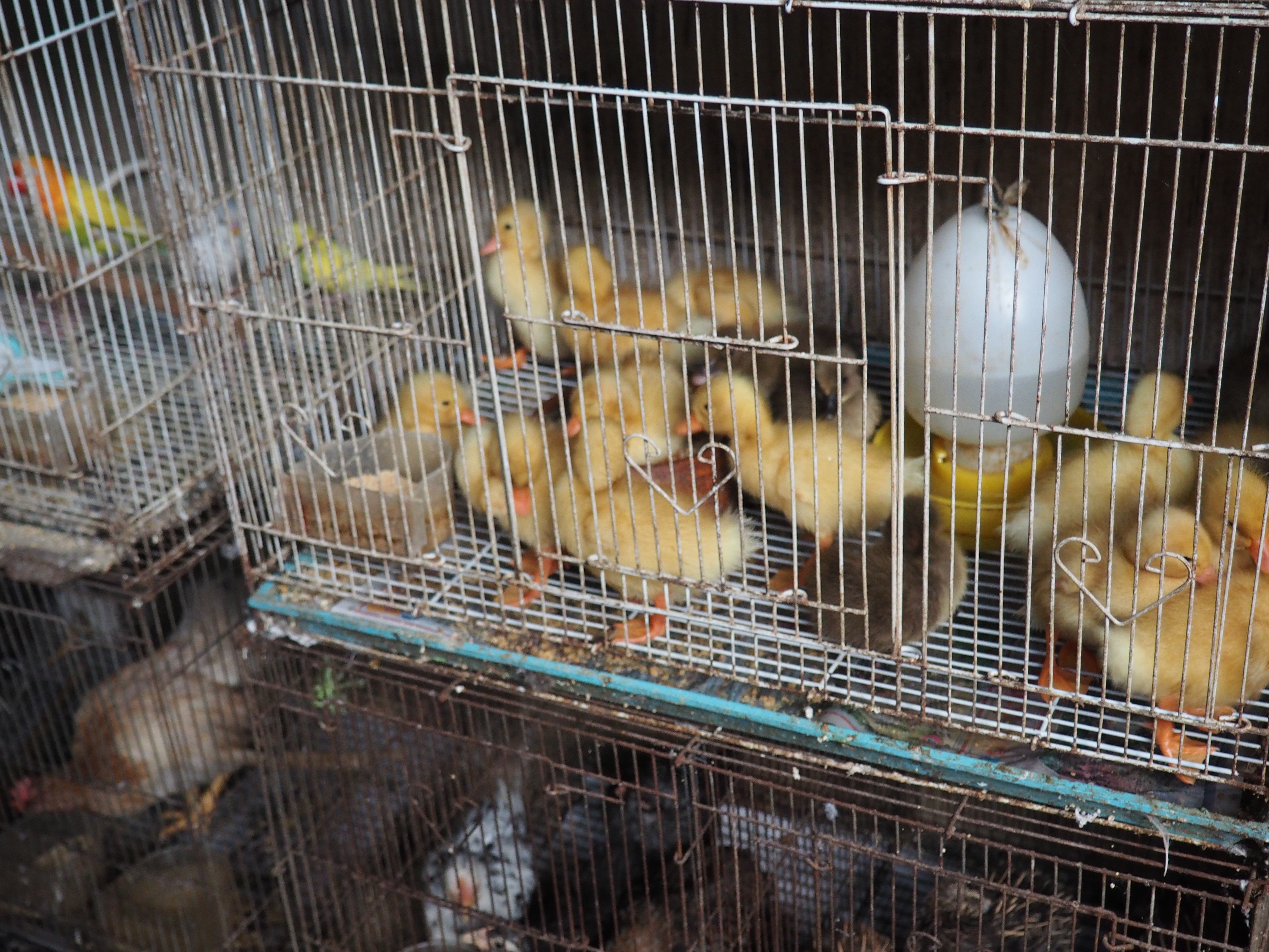 Thailand's Maeklong Railway Market: a market on an active railway travel | Shades of Pinck