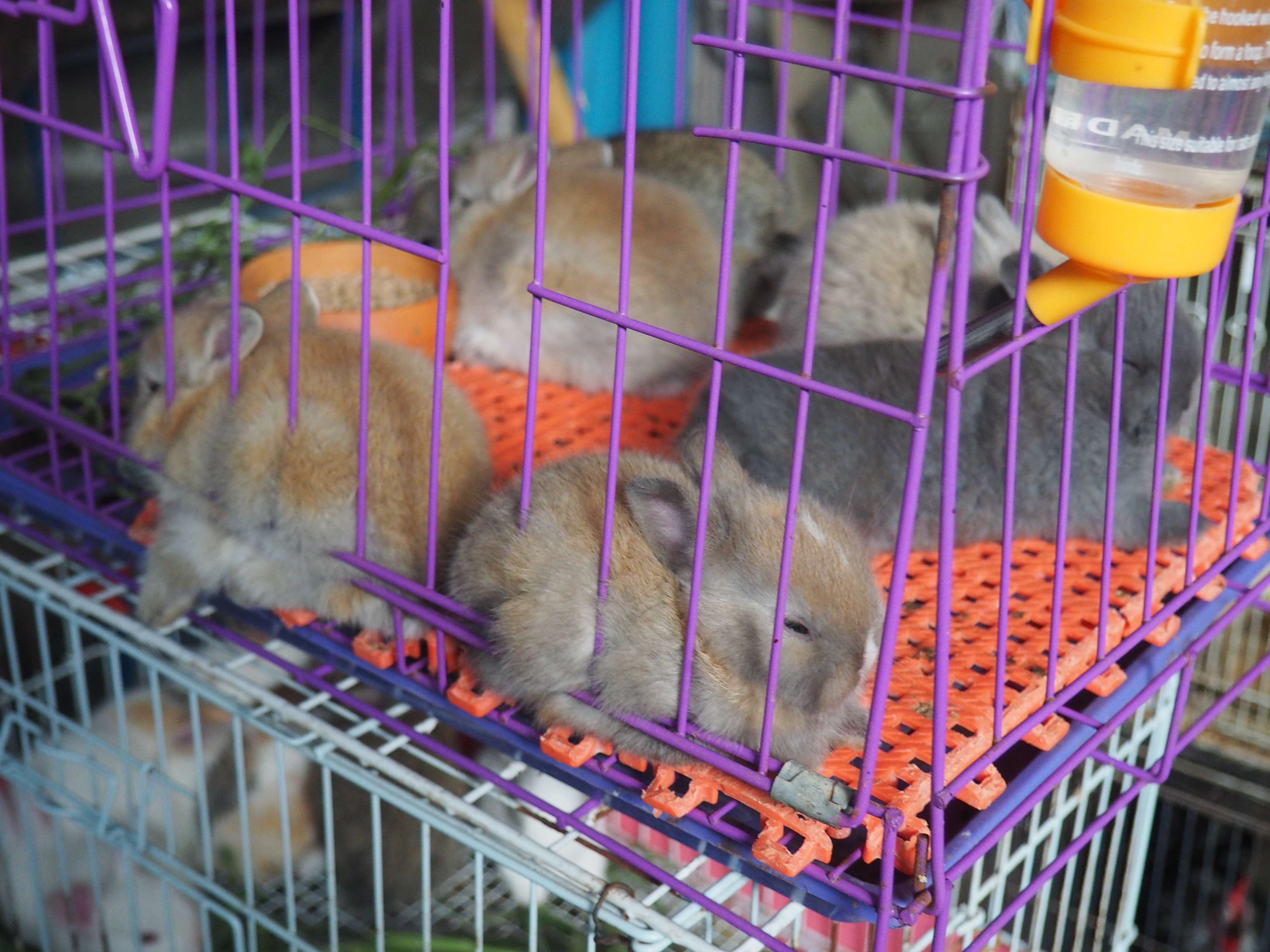Thailand's Maeklong Railway Market: a market on an active railway travel | Shades of Pinck