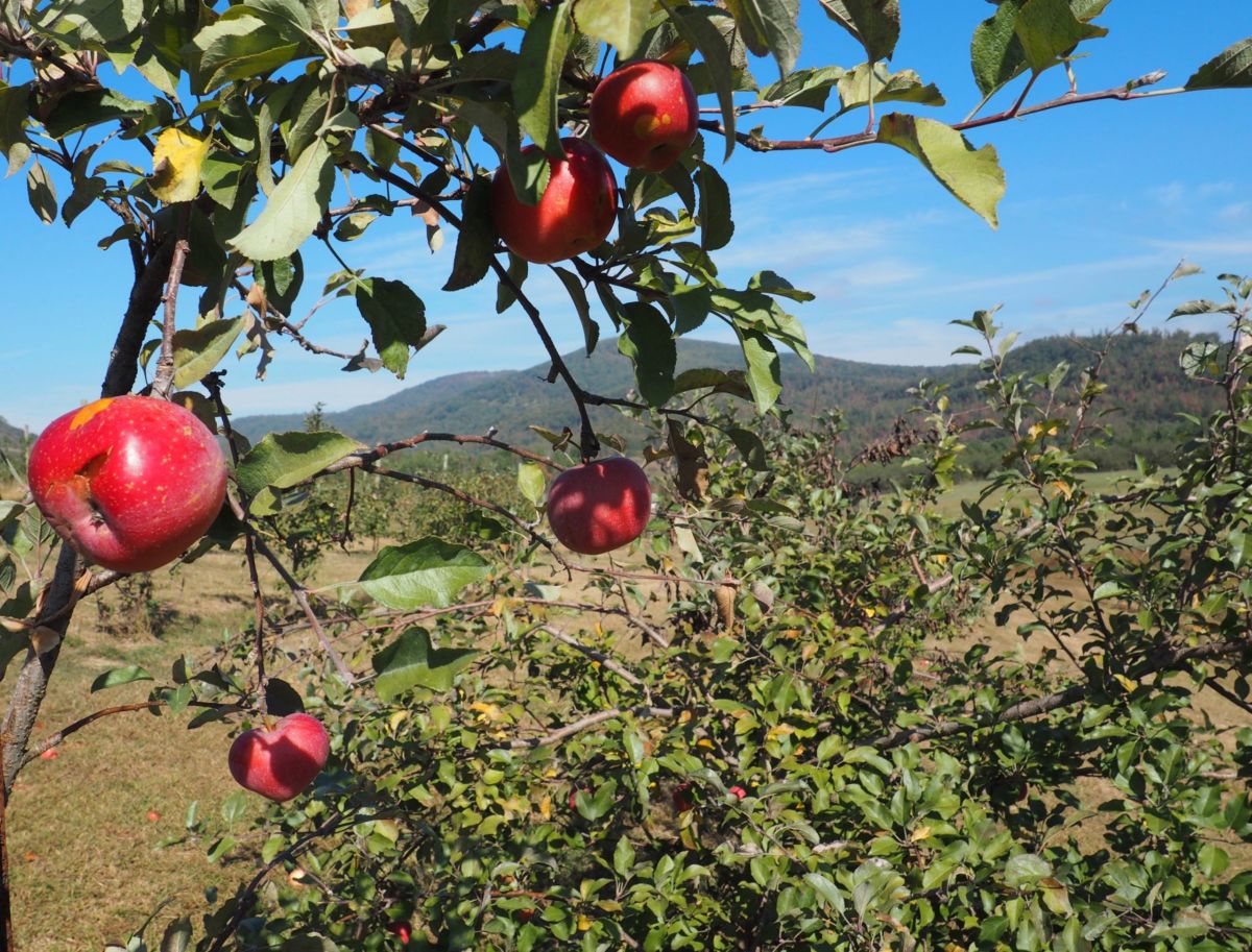 Asheville apple picking Justus Orchard | Shades of Pinck