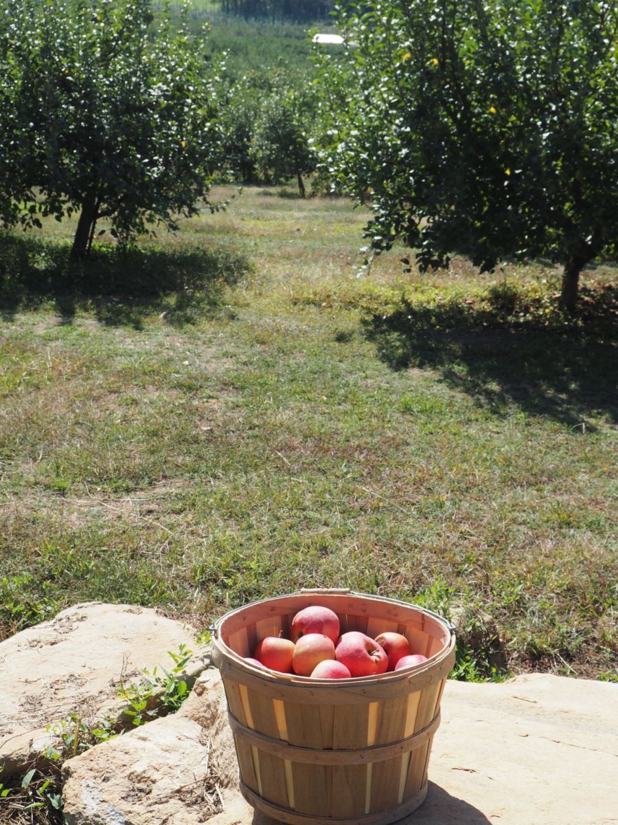 Justus Orchard Apples Asheville | Shades of Pinck