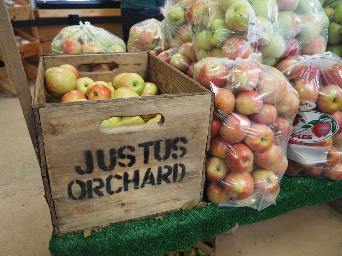 Asheville apple picking Justus Orchard | Shades of Pinck