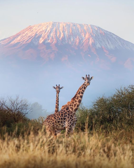 mountain, sky, travel, destination, sky, green, outdoor, rocks, history, nature, giraffe, grass