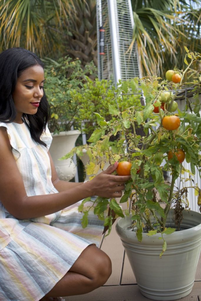 5 Vegetables You Can Grow in Las Vegas This Summer